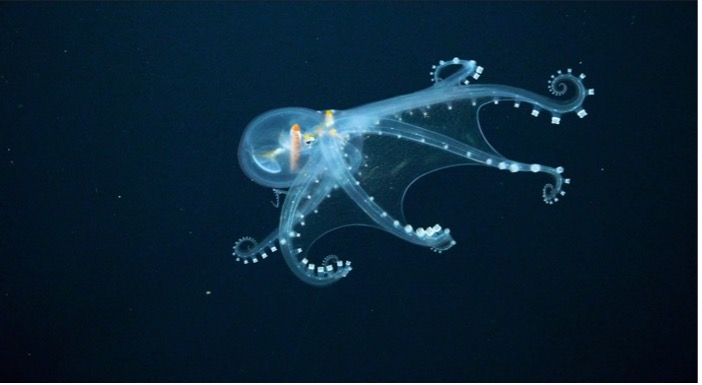 Glass octopus observed during a dive in the Salas y Gómez and Nazca ridges Credit: Schmidt Ocean Institute / Blue Nature Alliance